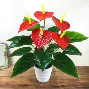 Red Anthurium Plant - نبات أنثوريوم أحمر