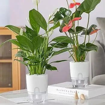 Self Watering Pots أواني الري الذاتي WasiZone