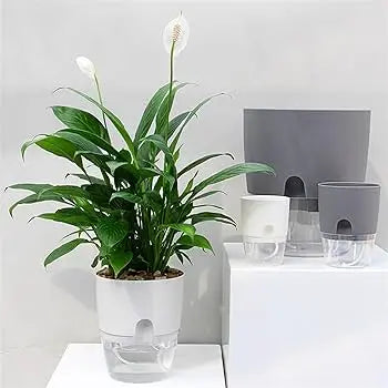 Self Watering Pots أواني الري الذاتي WasiZone