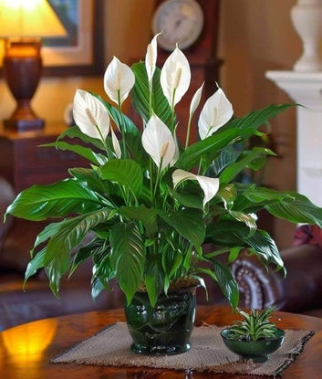 Spathiphyllum Plant (Peace Lily) نبات سباثيفيلوم (زنبق السلام)